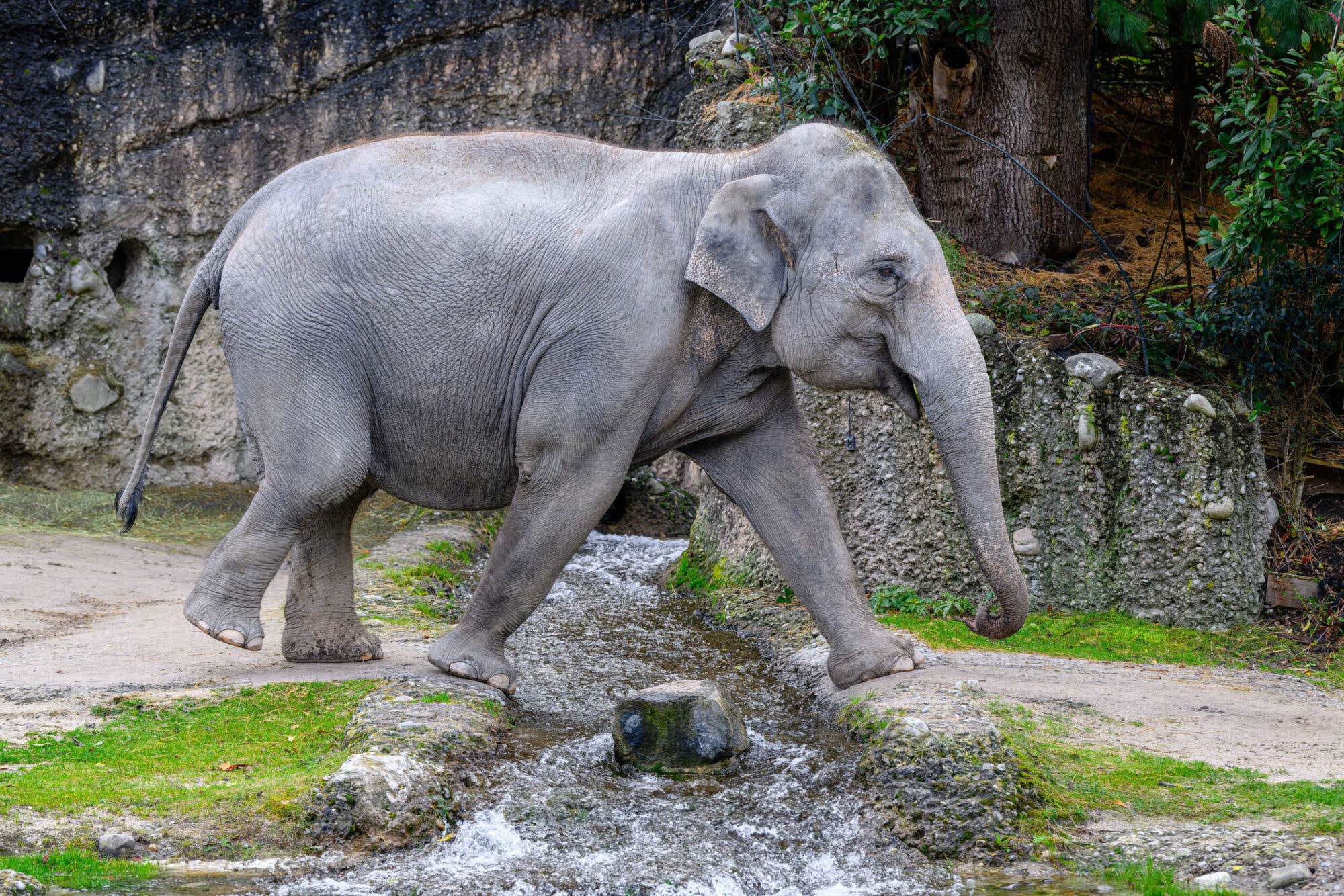 Elephas maximus Asiatischer Elefant; Panang